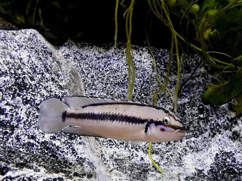 Telmatochromis vittatus